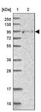 FCH and double SH3 domains protein 2 antibody, PA5-58432, Invitrogen Antibodies, Western Blot image 