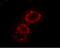 Calcium Voltage-Gated Channel Auxiliary Subunit Alpha2delta 3 antibody, PA5-77342, Invitrogen Antibodies, Immunocytochemistry image 