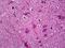 Neurotrimin antibody, orb94681, Biorbyt, Immunohistochemistry paraffin image 