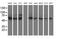 X-Pro aminopeptidase 3 antibody, MA5-25652, Invitrogen Antibodies, Western Blot image 