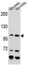 NBS antibody, AP52817PU-N, Origene, Western Blot image 