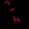 Tyrosine Hydroxylase antibody, abx133045, Abbexa, Western Blot image 