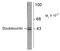 Doublecortin antibody, AM32994PU-N, Origene, Western Blot image 
