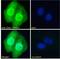 NK2 Homeobox 5 antibody, 42-012, ProSci, Enzyme Linked Immunosorbent Assay image 