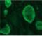SRY-Box 2 antibody, MBS462135, MyBioSource, Immunohistochemistry frozen image 