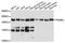 Proteasome Activator Subunit 4 antibody, A10147, Boster Biological Technology, Western Blot image 