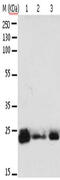 Ras-related protein Rab-6A antibody, CSB-PA443132, Cusabio, Western Blot image 