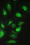 Chaperonin Containing TCP1 Subunit 2 antibody, PB9992, Boster Biological Technology, Immunofluorescence image 