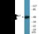 RUNX Family Transcription Factor 1 antibody, EKC2604, Boster Biological Technology, Western Blot image 