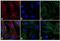 Rat IgG Isotype Control antibody, A10525, Invitrogen Antibodies, Immunofluorescence image 