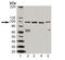 Dishevelled Segment Polarity Protein 1 antibody, BML-DA4170-0100, Enzo Life Sciences, Western Blot image 