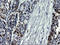 SMAD Family Member 1 antibody, LS-C788519, Lifespan Biosciences, Immunohistochemistry frozen image 