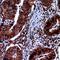 Fatty Acid Binding Protein 2 antibody, orb382601, Biorbyt, Immunohistochemistry paraffin image 