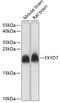 FXYD Domain Containing Ion Transport Regulator 7 antibody, GTX66308, GeneTex, Western Blot image 