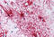 GFAP antibody, MBS241916, MyBioSource, Immunohistochemistry frozen image 