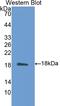 Calmodulin antibody, LS-C293114, Lifespan Biosciences, Western Blot image 