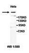 AT-Hook Containing Transcription Factor 1 antibody, orb77525, Biorbyt, Western Blot image 