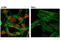 SRY-Box 9 antibody, 71273S, Cell Signaling Technology, Immunofluorescence image 