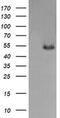 MDM4 Regulator Of P53 antibody, MA5-26198, Invitrogen Antibodies, Western Blot image 