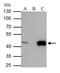 Isocitrate dehydrogenase [NAD] subunit gamma 1, mitochondrial antibody, NBP2-43692, Novus Biologicals, Immunoprecipitation image 