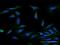 Mitochondrial Ribosomal Protein S34 antibody, H00065993-B01P, Novus Biologicals, Immunofluorescence image 