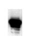 RAPL antibody, TA309829, Origene, Western Blot image 