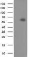 Calcium-binding and coiled-coil domain-containing protein 2 antibody, TA501971, Origene, Western Blot image 