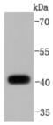Dual Specificity Phosphatase 1 antibody, NBP2-67909, Novus Biologicals, Western Blot image 