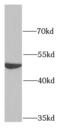 Protoporphyrinogen Oxidase antibody, FNab06693, FineTest, Western Blot image 