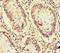 NCOA6 antibody, orb43710, Biorbyt, Immunohistochemistry paraffin image 