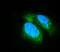 PDE6B antibody, M02659-1, Boster Biological Technology, Immunofluorescence image 