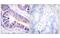 14-3-3 zeta antibody, MBS5302901, MyBioSource, Immunohistochemistry paraffin image 
