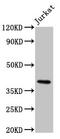 Major Histocompatibility Complex, Class I, G antibody, CSB-PA02109A0Rb, Cusabio, Western Blot image 