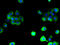 Probable sodium-coupled neutral amino acid transporter 6 antibody, A66182-100, Epigentek, Immunofluorescence image 
