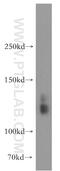 Solute Carrier Family 4 Member 8 antibody, 12531-1-AP, Proteintech Group, Western Blot image 