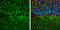 Rho/Rac Guanine Nucleotide Exchange Factor 2 antibody, GTX125893, GeneTex, Immunohistochemistry frozen image 