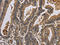 Potassium Voltage-Gated Channel Subfamily A Member 7 antibody, CSB-PA133169, Cusabio, Immunohistochemistry paraffin image 