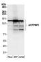 Cytosolic carboxypeptidase 1 antibody, A305-295A, Bethyl Labs, Western Blot image 