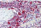 Pim-3 Proto-Oncogene, Serine/Threonine Kinase antibody, MBS242649, MyBioSource, Immunohistochemistry frozen image 