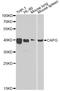 Capping Actin Protein, Gelsolin Like antibody, A7324, ABclonal Technology, Western Blot image 