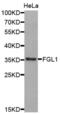 Fibrinogen Like 1 antibody, abx002809, Abbexa, Western Blot image 