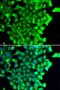 TP53 Regulated Inhibitor Of Apoptosis 1 antibody, LS-B14596, Lifespan Biosciences, Immunofluorescence image 