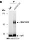 Mitogen-Activated Protein Kinase Kinase Kinase 10 antibody, orb107114, Biorbyt, Immunoprecipitation image 
