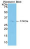 HAVcr-1 antibody, LS-C297407, Lifespan Biosciences, Western Blot image 