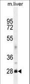 DnaJ Heat Shock Protein Family (Hsp40) Member B8 antibody, LS-B13403, Lifespan Biosciences, Western Blot image 