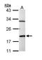 BCL2 Like 15 antibody, TA309067, Origene, Western Blot image 