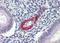 Negative elongation factor C/D antibody, orb330945, Biorbyt, Immunohistochemistry paraffin image 