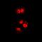 Nudix Hydrolase 2 antibody, orb341188, Biorbyt, Immunofluorescence image 