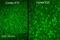 Nerve Growth Factor antibody, ab6198, Abcam, Immunohistochemistry frozen image 