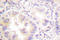 Vasodilator Stimulated Phosphoprotein antibody, LS-C176309, Lifespan Biosciences, Immunohistochemistry frozen image 